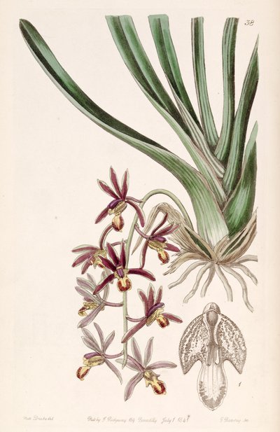 Cymbidium bicolor subsp. pubescens (come sin. Cymbidium pubescens) da Miss Drake